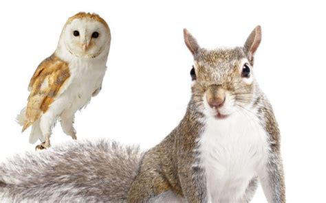 are squirrels afraid of owls